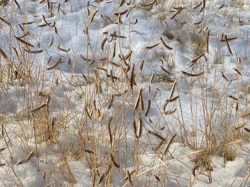 Blue gramma grass seed heads in winter