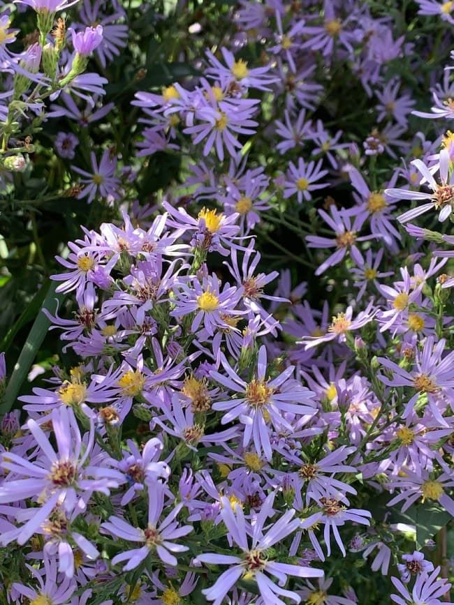 Lindley's Aster 