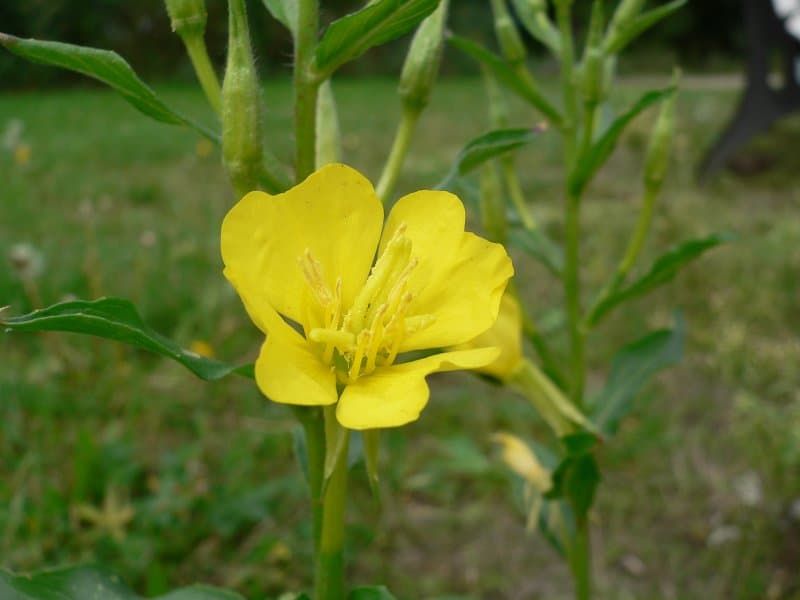 Yellow Evening Primrose (Common Evening Primrose)
