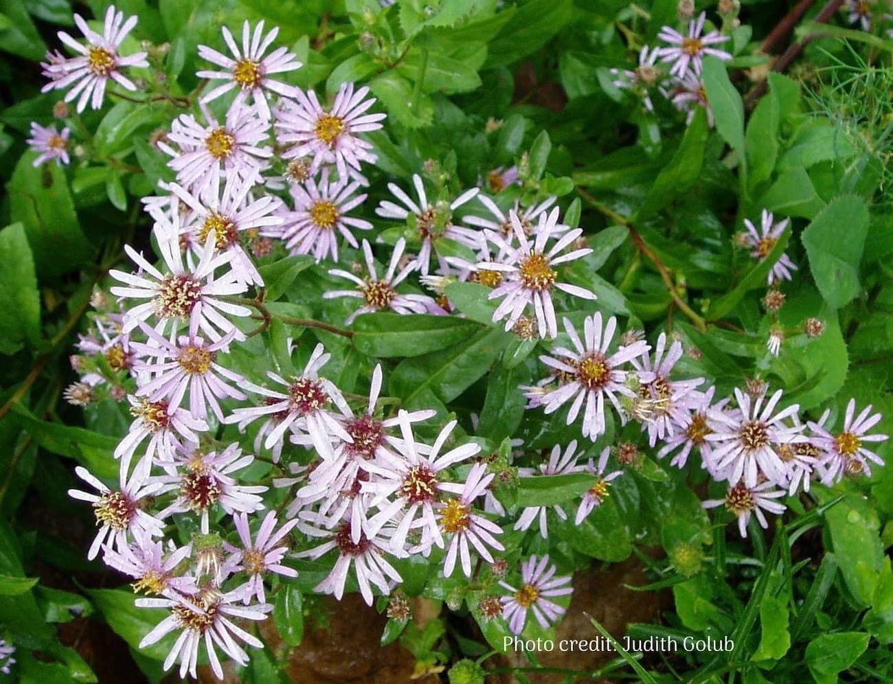 Arctic Aster (Eurybia sibirica) in bloom