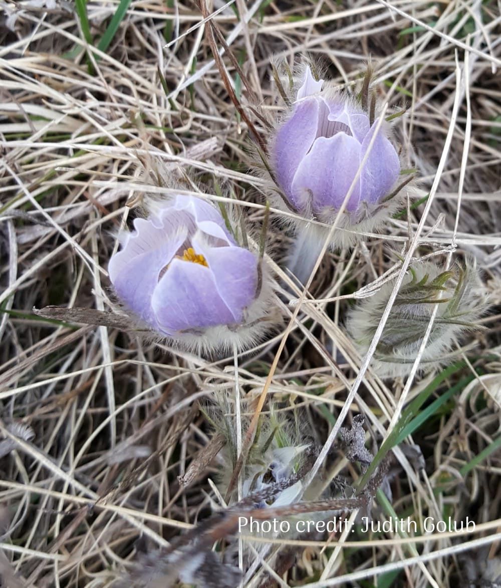 Prairie Crocus (Pulsatilla nuttalliana) emerging flowers