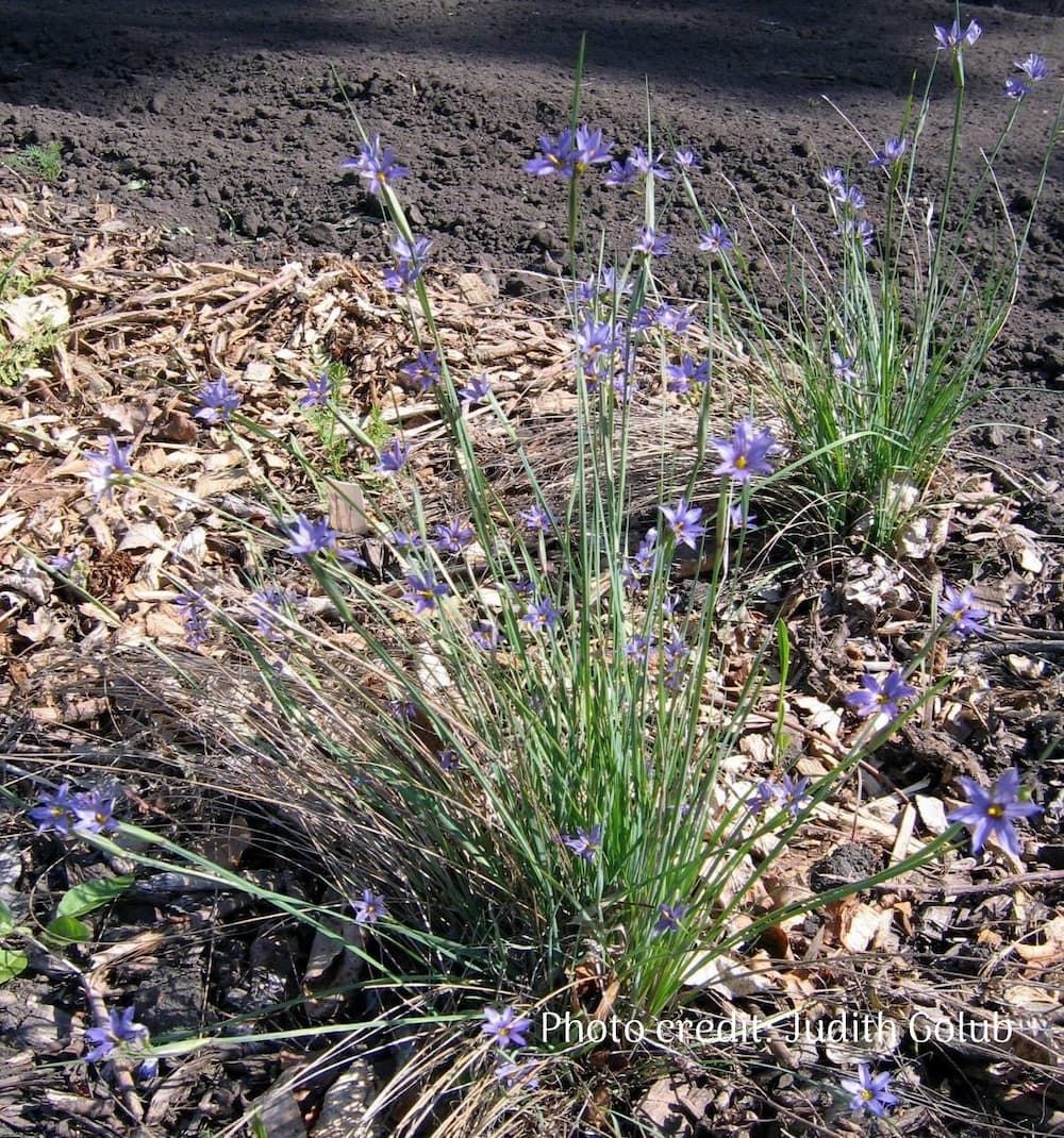 Blue-eyed grass whole plant with blooms