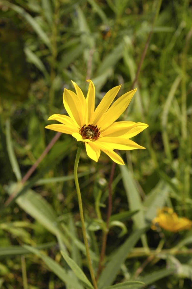 Rhombic-leaved Sunflower