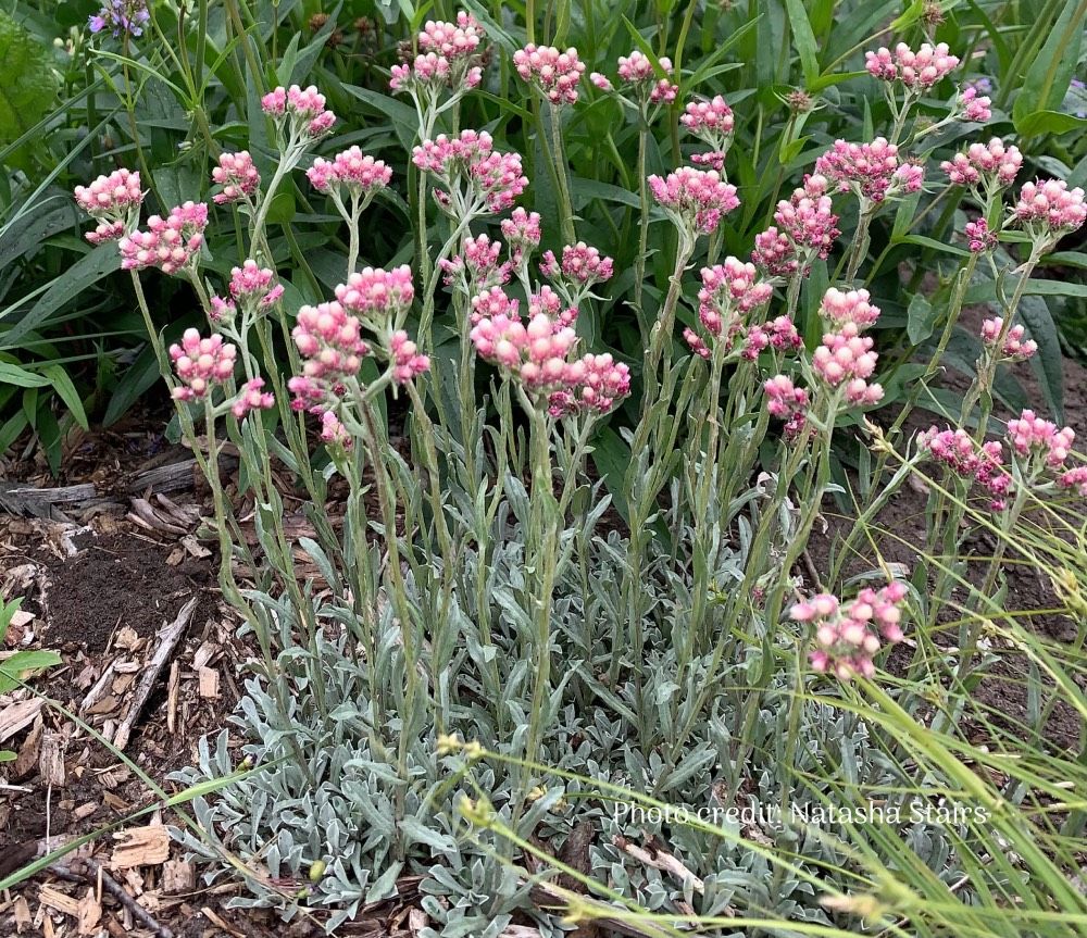 Rosy Pussy-toes (Antennaria rosea) in full bloom