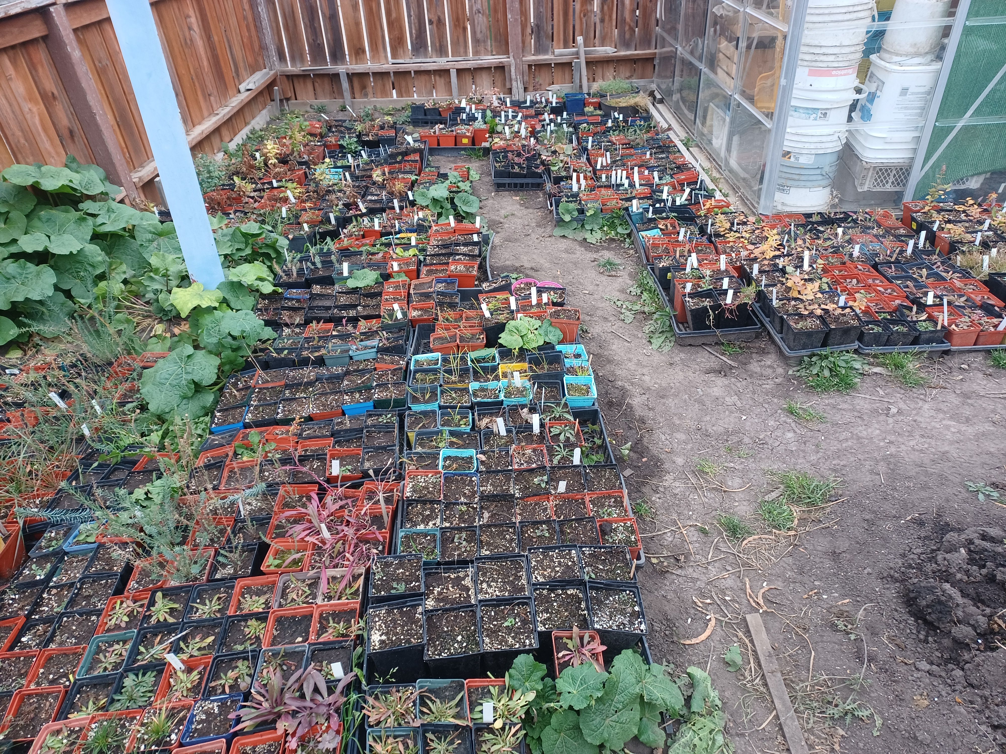 image of many native plants in pots