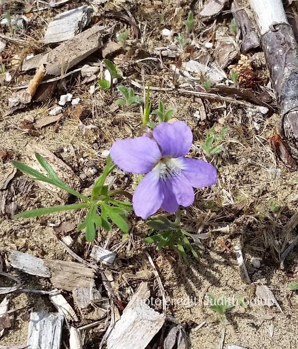 Crowfoot Violet in bloom
