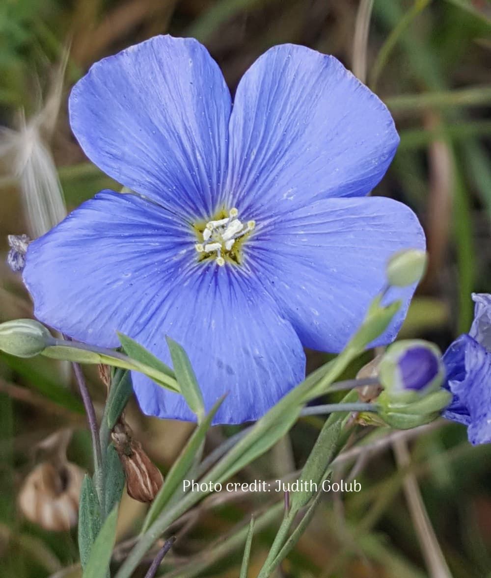 Wild Blue Flax (Linum lewisii) close up of flower