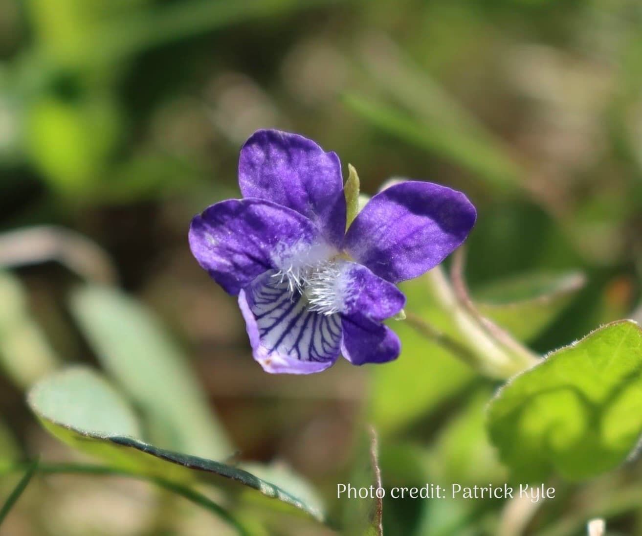 Early Blue Violet (Viola adunca)