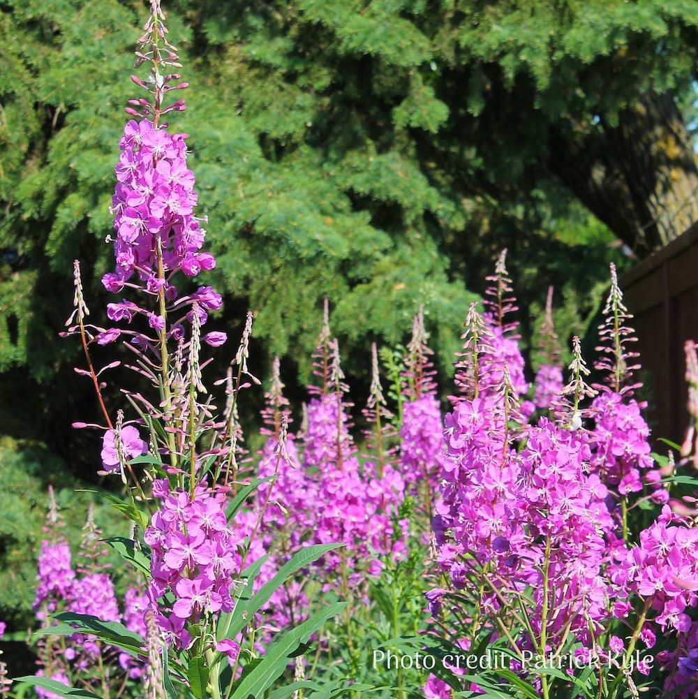Fireweed in full bloom