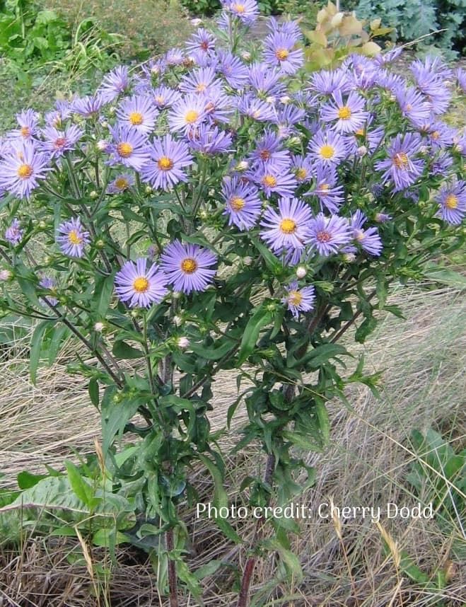 Purple-stemmed aster (symphyotrichum puniceum) whole plant in bloom