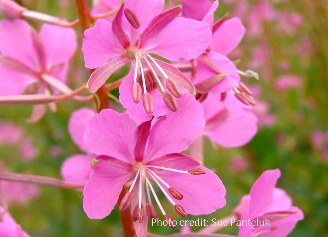 Fireweed flower close-up