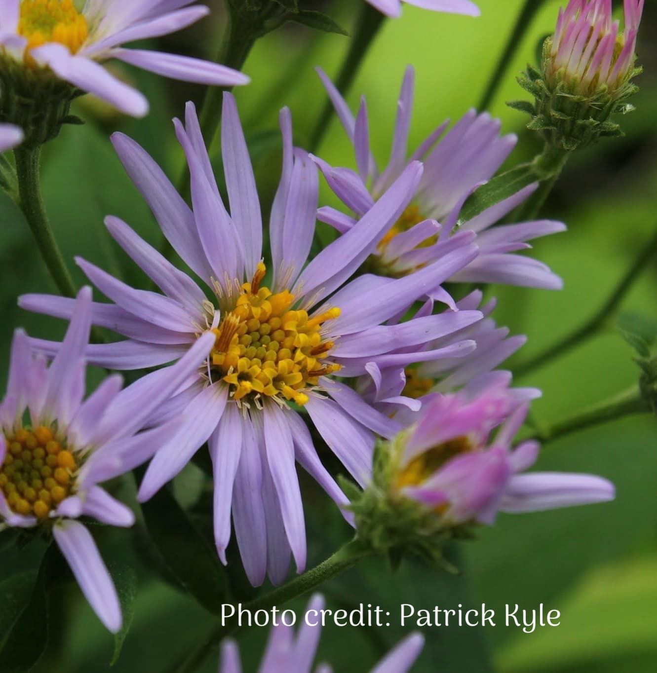 Showy Aster (Western Showy Aster) (Eurybia conspicua) close up of flower