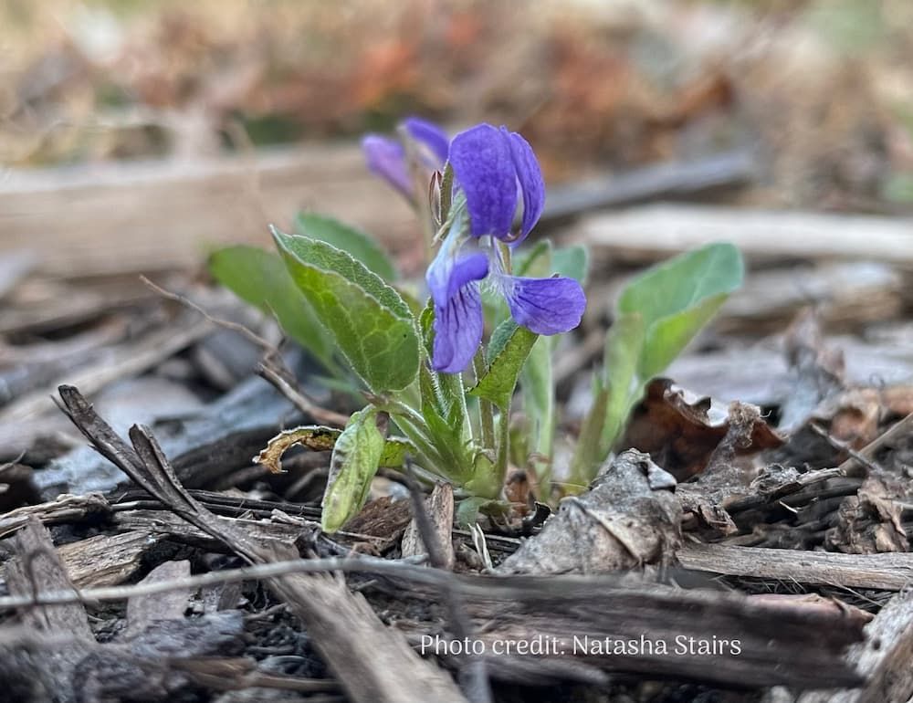 Early blue violet in spring