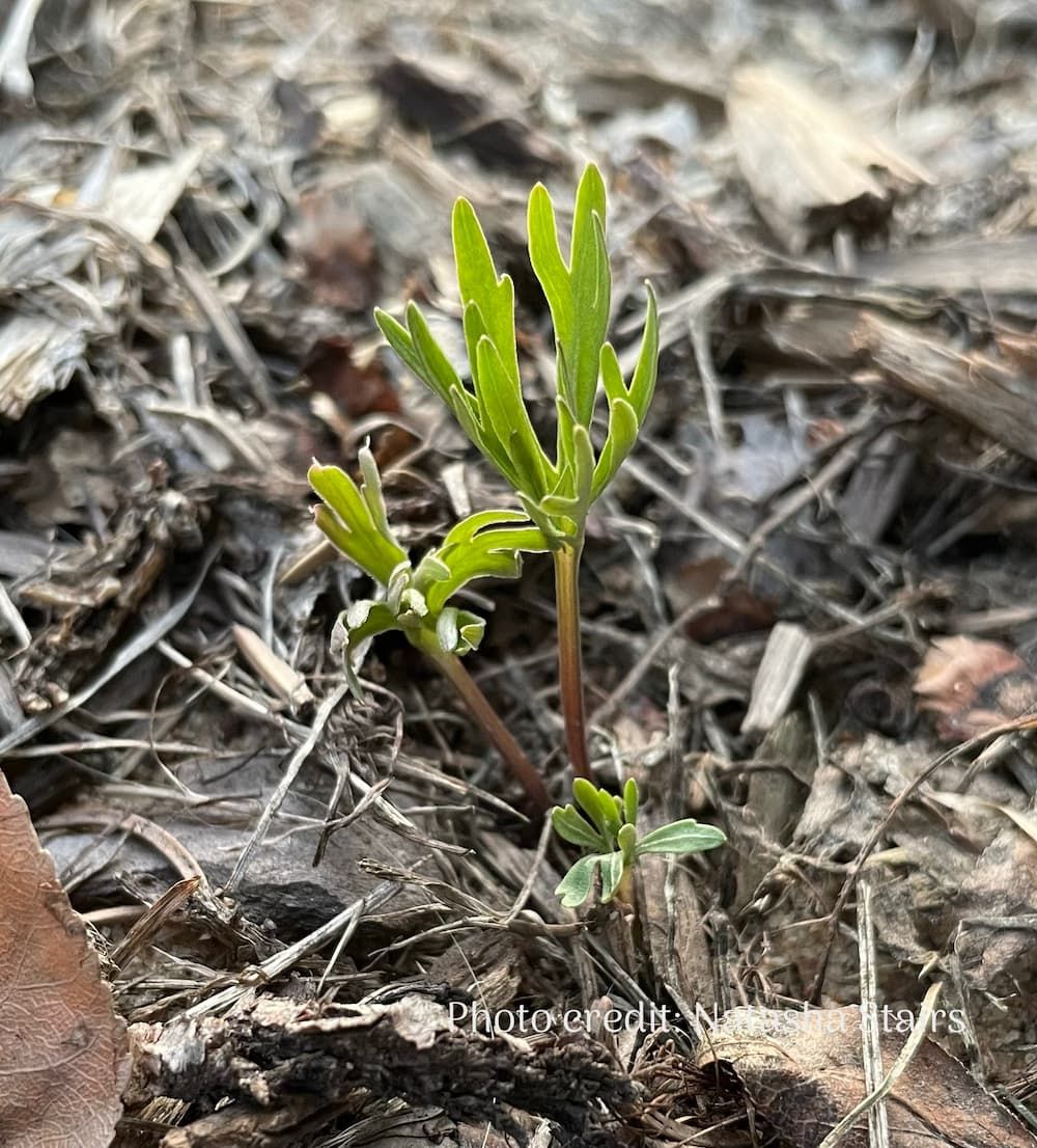 Crowfoot Violet emerging in spring 