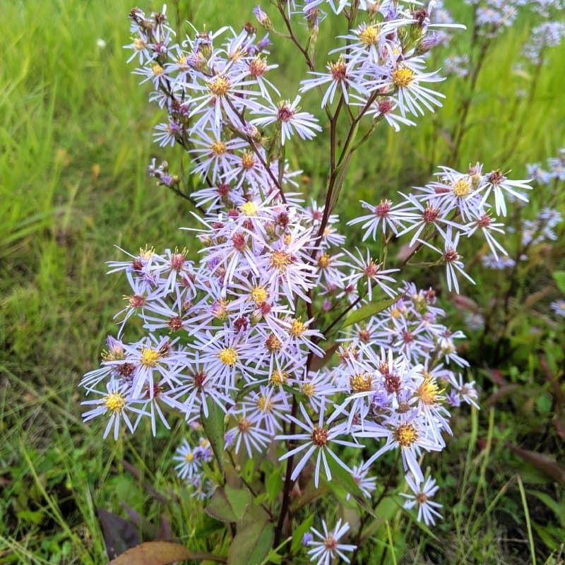 Lindley’s Aster