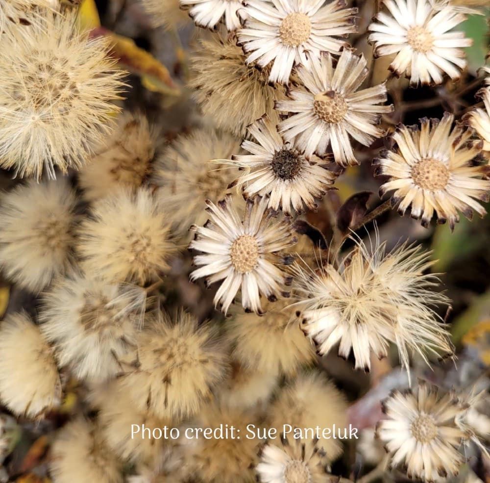 Showy Aster (Western Showy Aster) (Eurybia conspicuously) seed heads