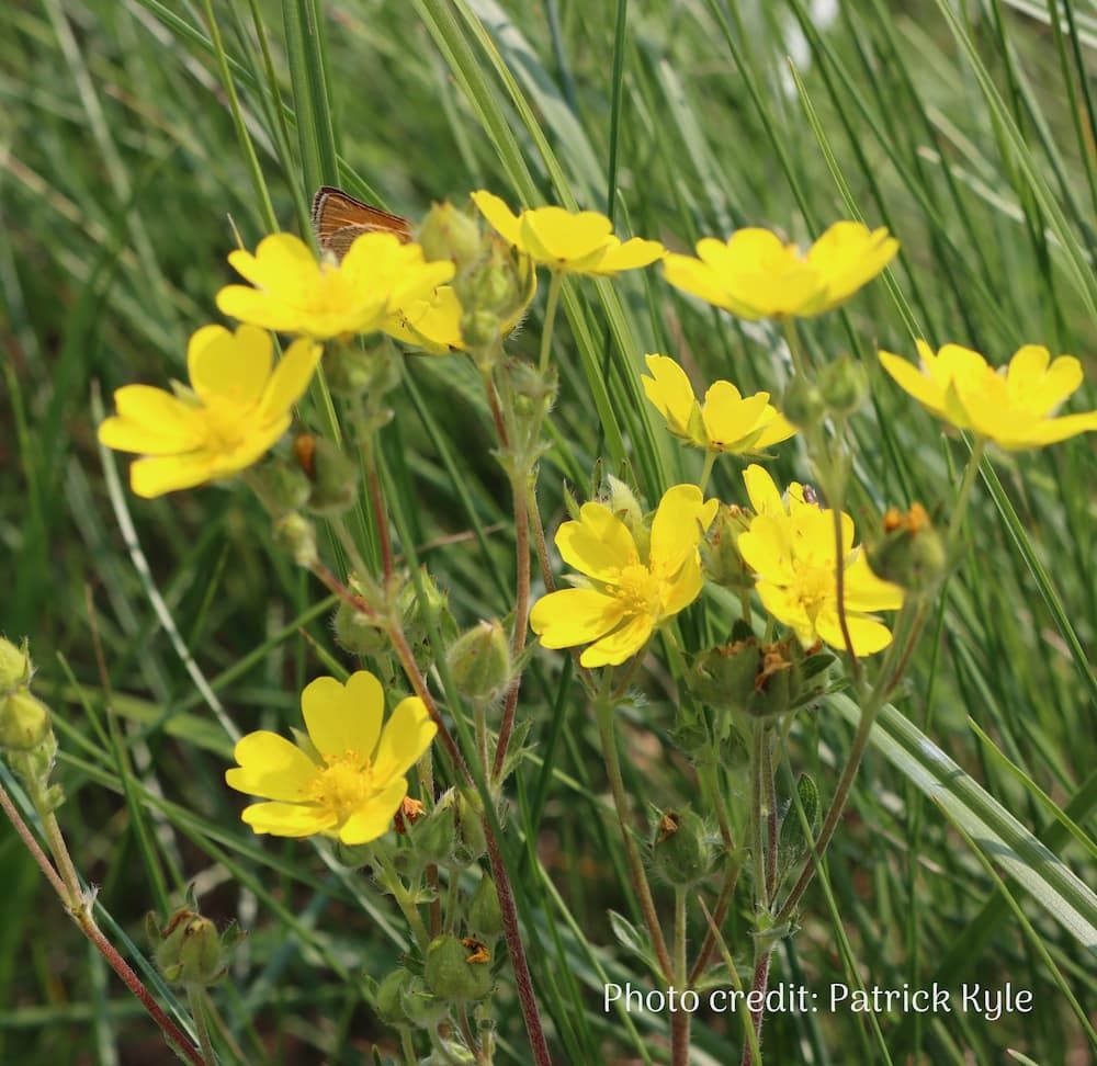 Graceful cinquefoil flowers with butterfly