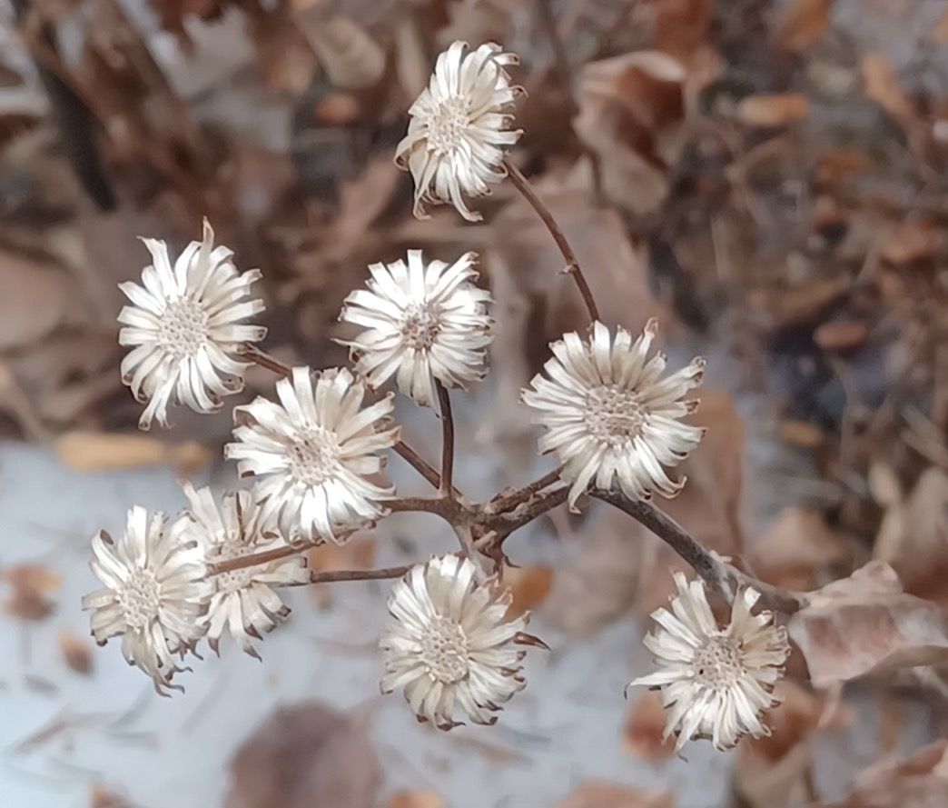 Showy aster empty seed heads in winter