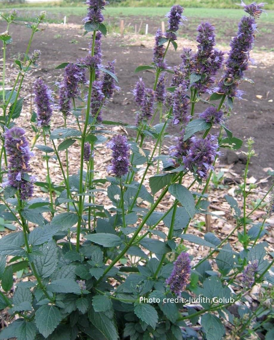 Giant Hyssop (Agastache foeniculum) whole plant in bloom