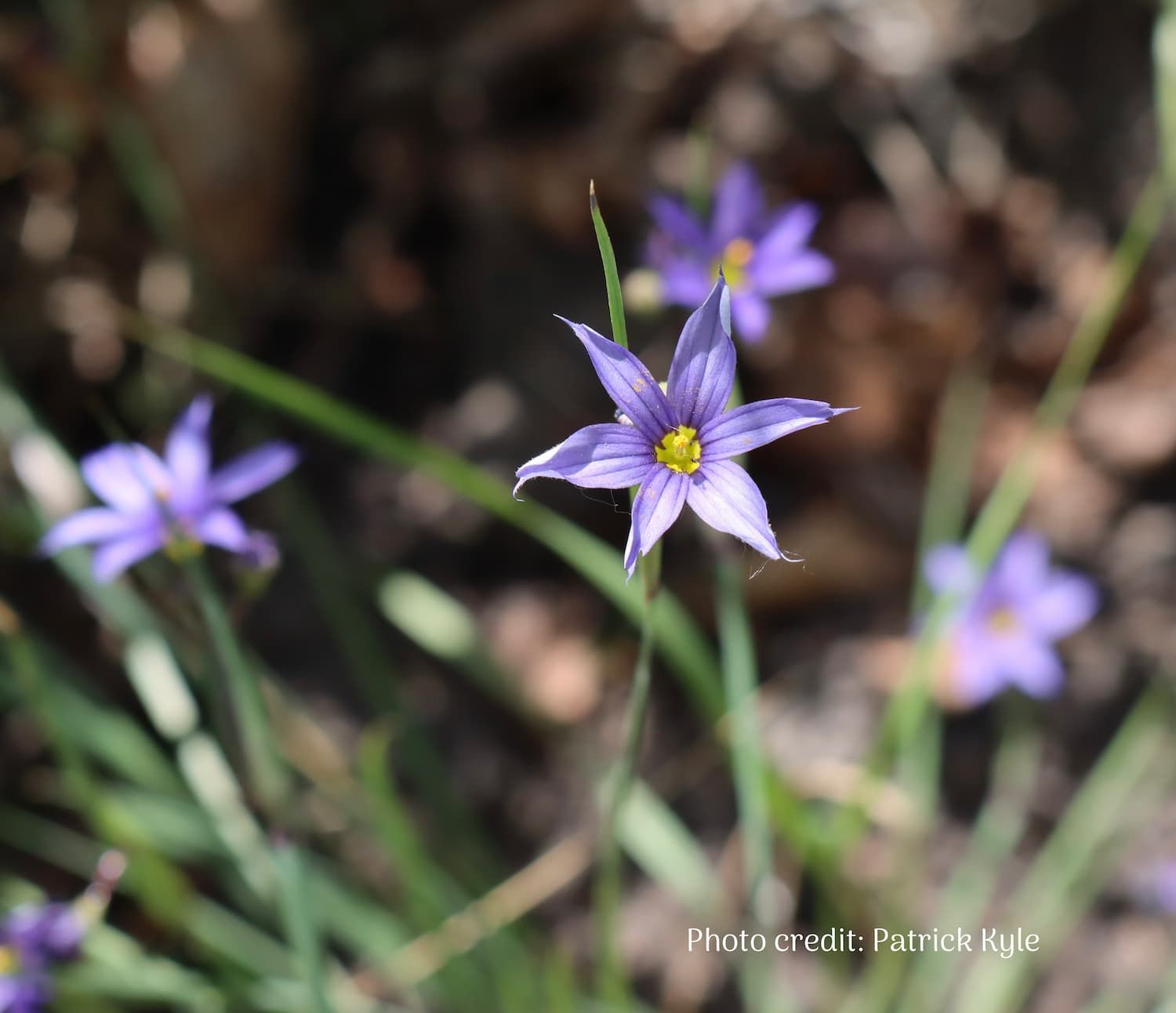 Blue-eyed Grass flowers