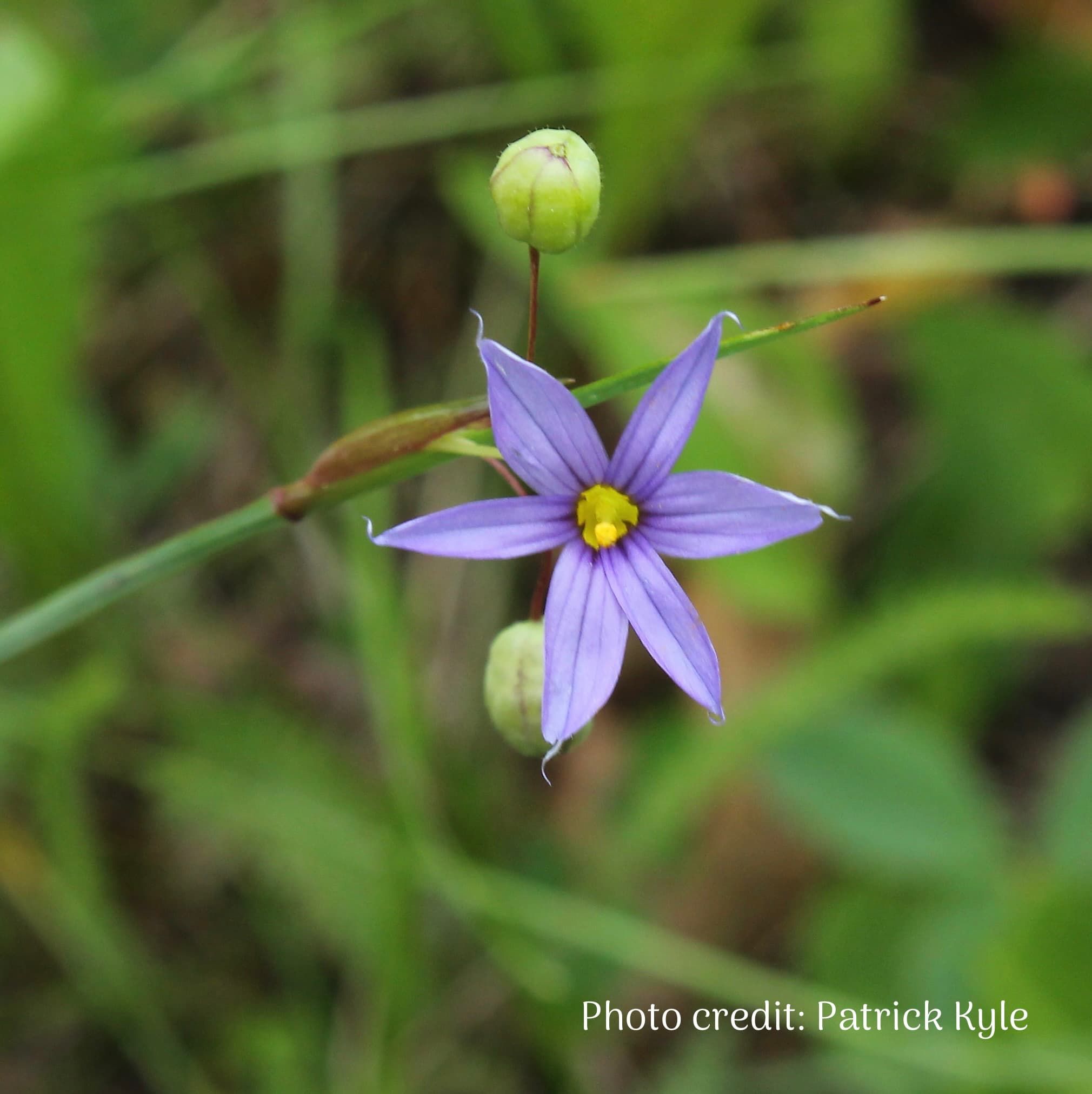 Blue-eyed Grass flower and unripe seed pods