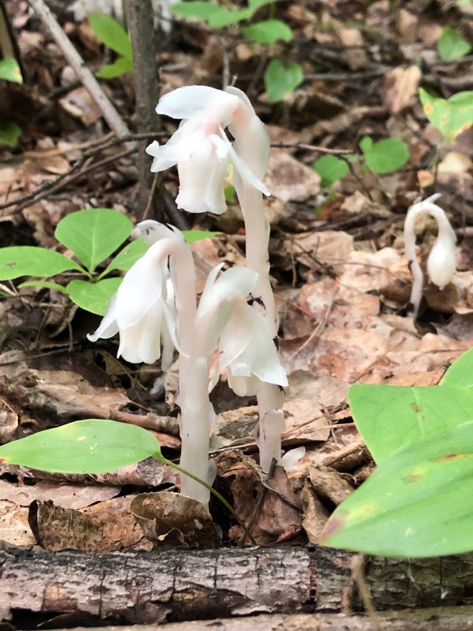 Indian pipe, Montropa uniflora in a wooded area near Bunchberry Meadows