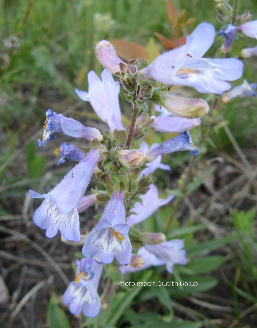 Lilac-flowered Beardtongue (Penstemon gracilis) flowerhead