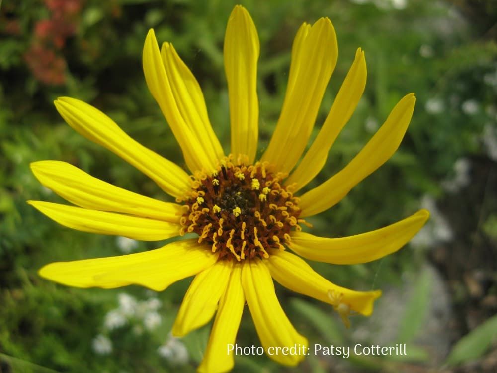 Rhombic-leaved sunflower single bloom