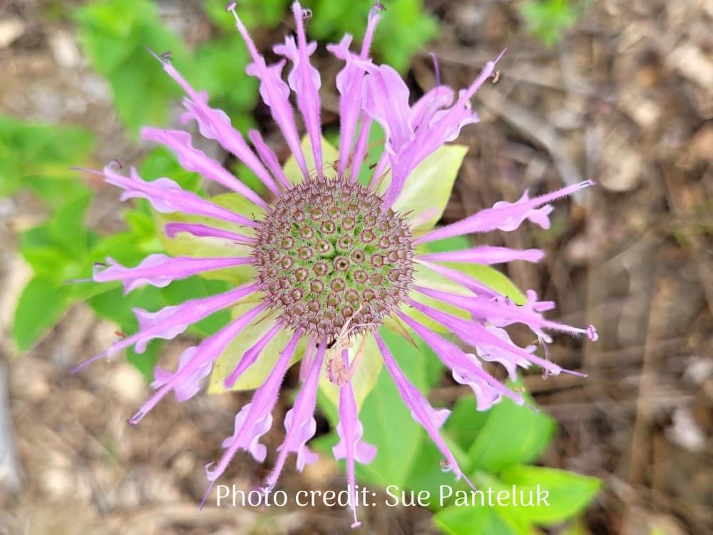 Wild Bergamot (Beebalm, Monarda, Wild Beebalm) close-up of flower