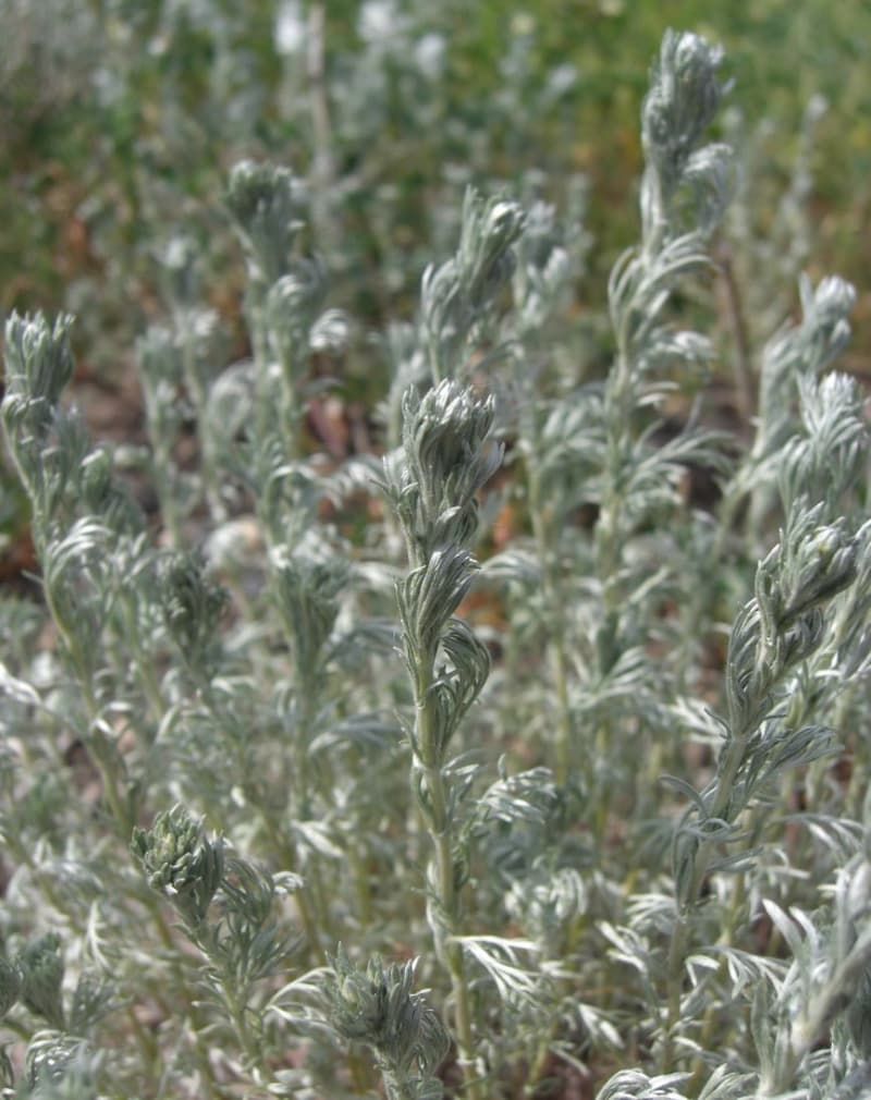Silver Wormwood (Prairie Sagewort) 