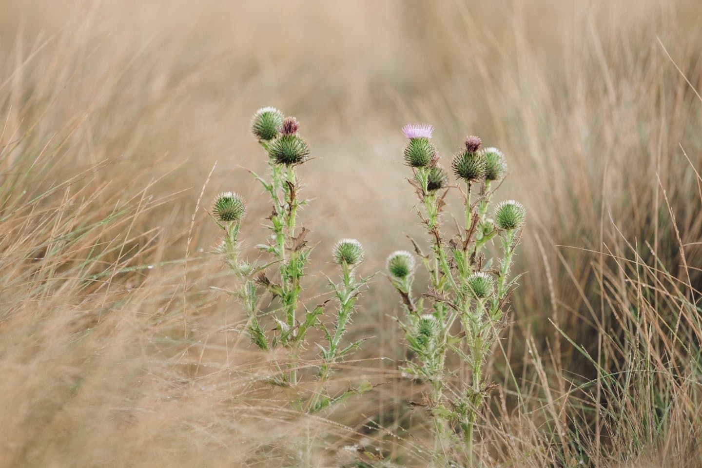 picture of thistles