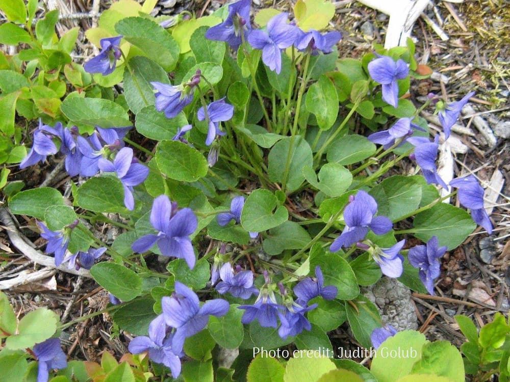 Early Blue Violet in full bloom