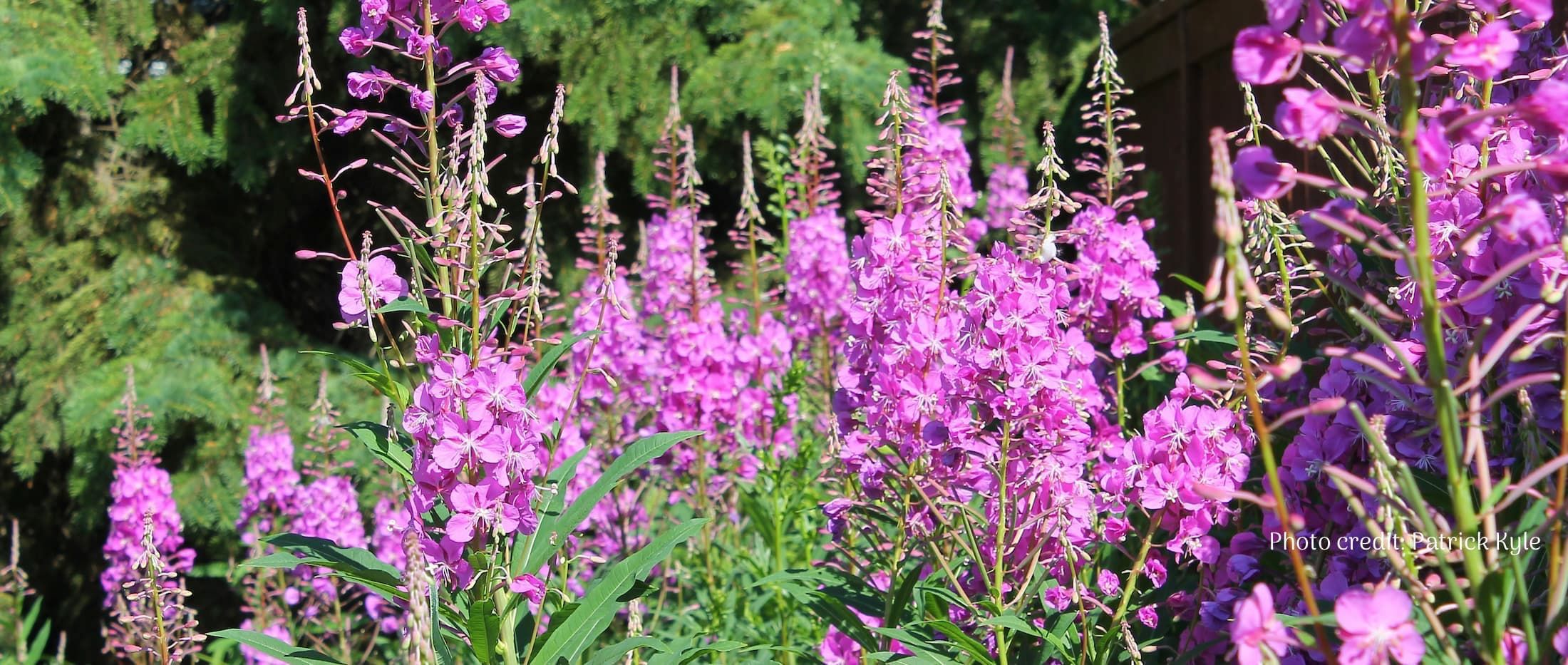 Fireweed in full bloom