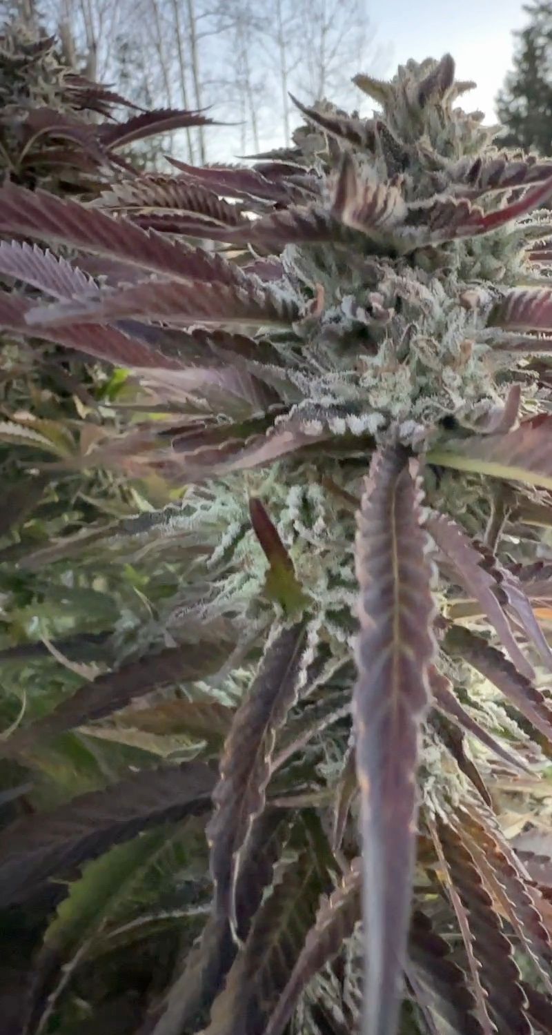 Purple cannabis cola at daybreak