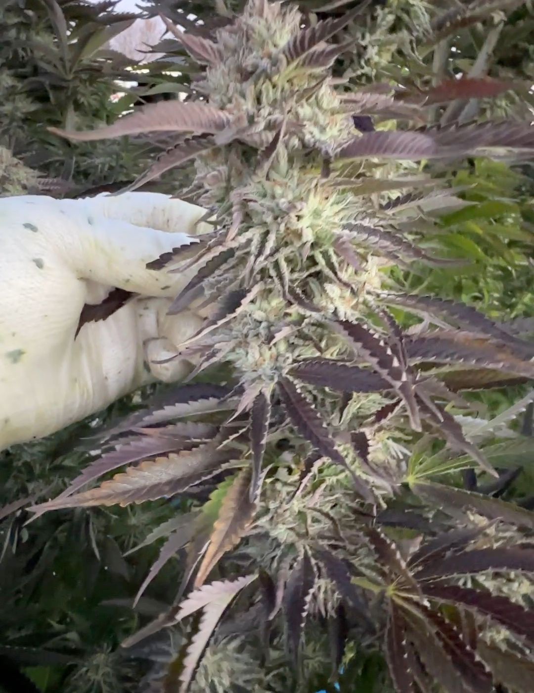 Gloved hand holding a cannabis cola at daybreak