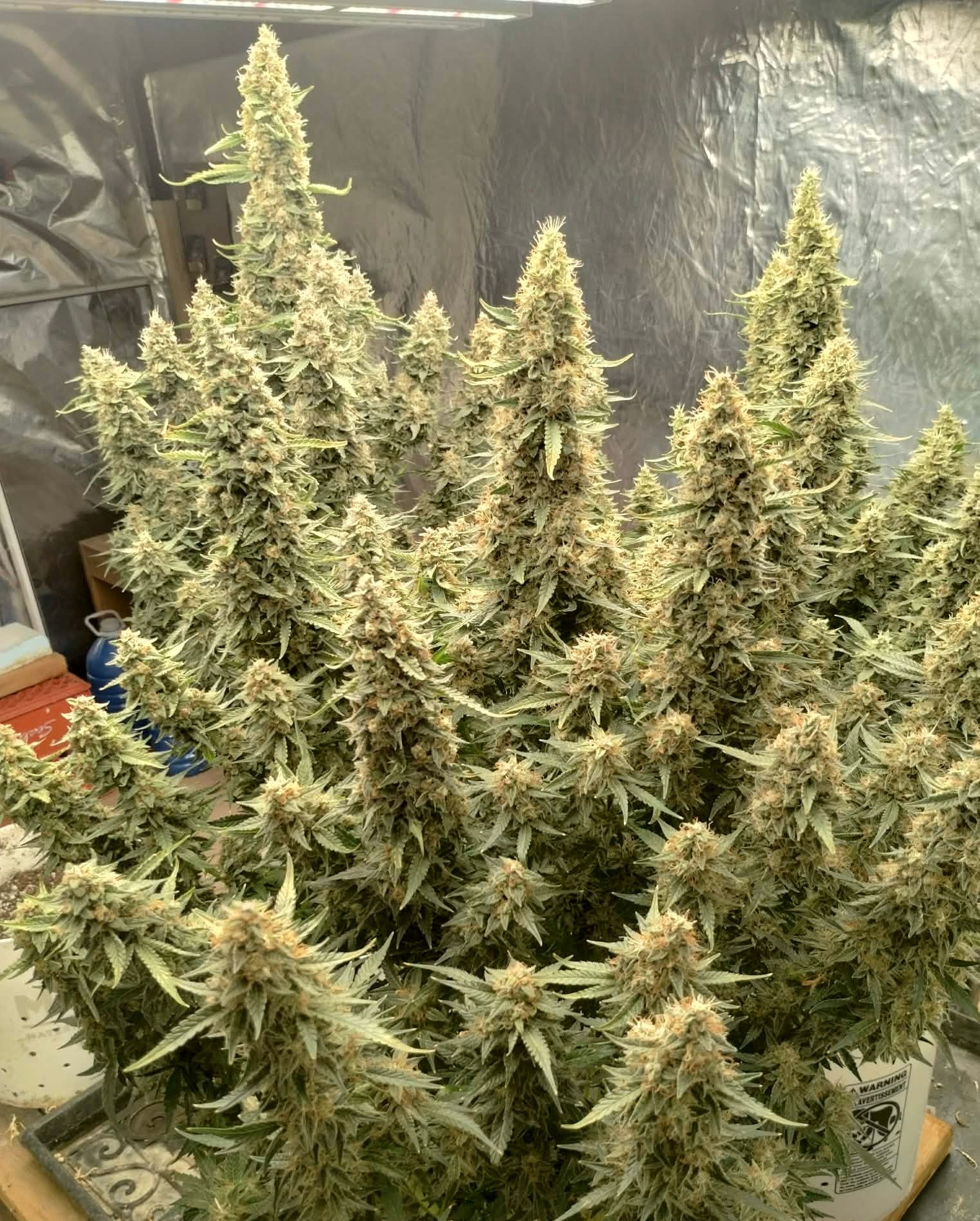 Plant d'Obama Kush Auto Féminisée en fin de floraison, cultive au Quebec par un producteur PPS