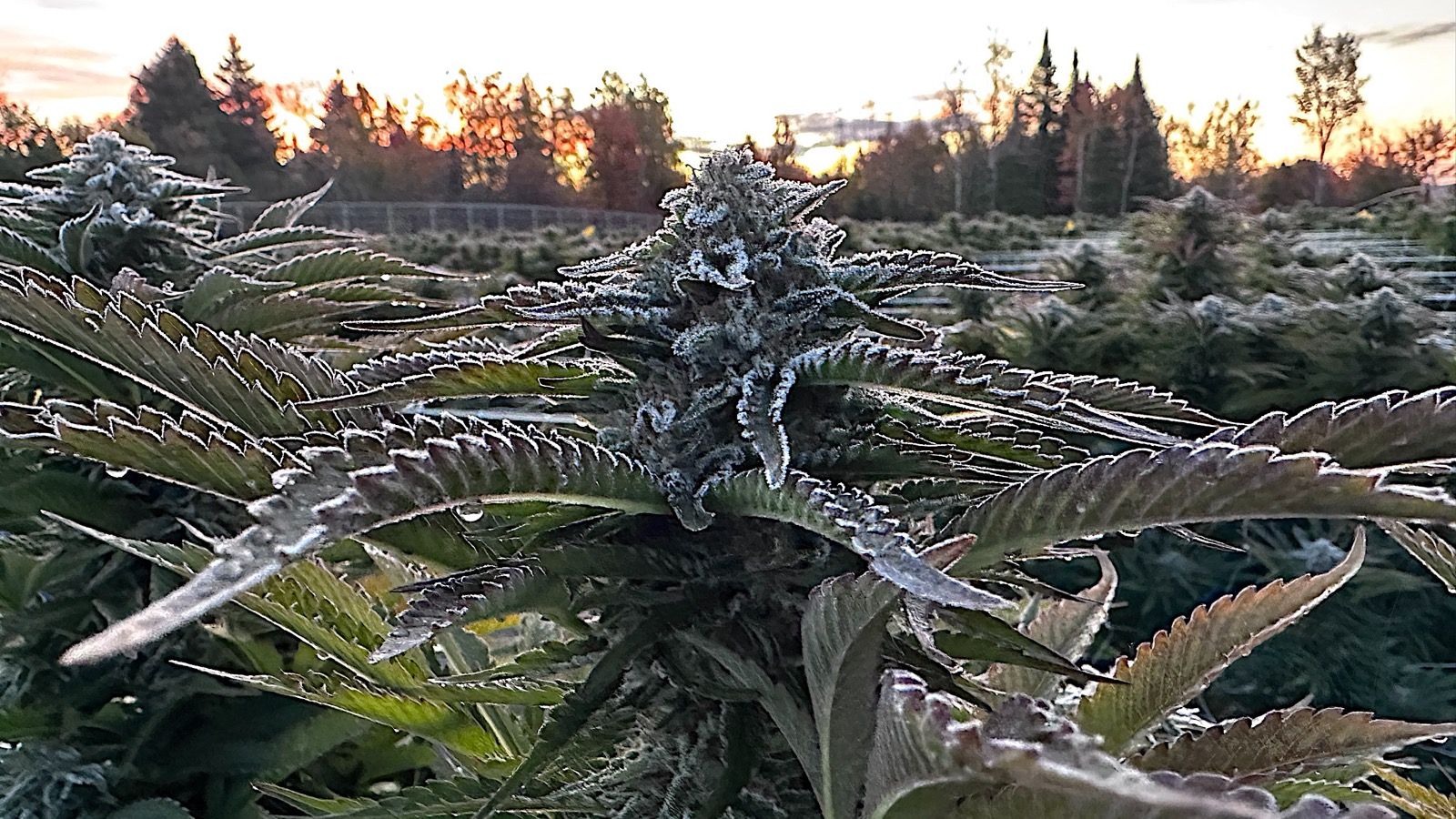 Predicting Frost on Cannabis: How to Know If Your Plants Will Ice Up Tonight