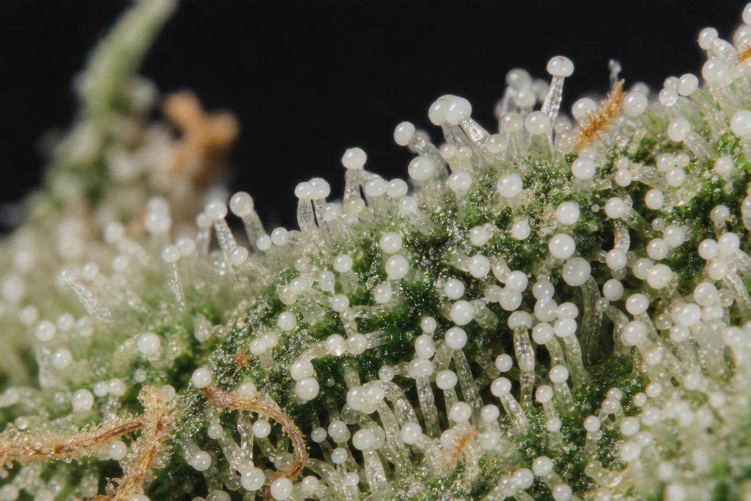 Macro of cloudy milky cannabis trichomes at peak THC