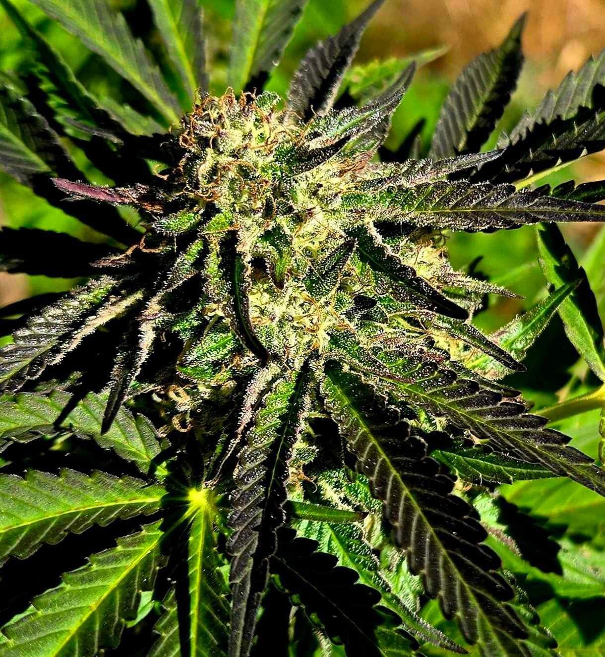 Cannabis leaves and bracts turning purple