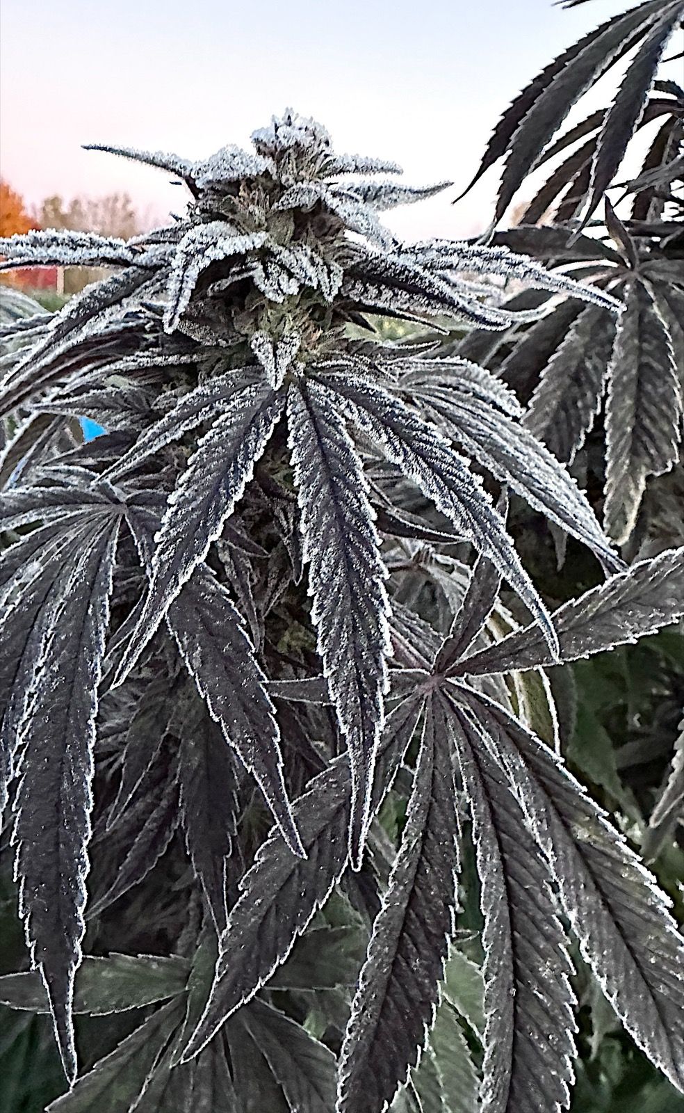 Whole cannabis plant, leaves edged with frost