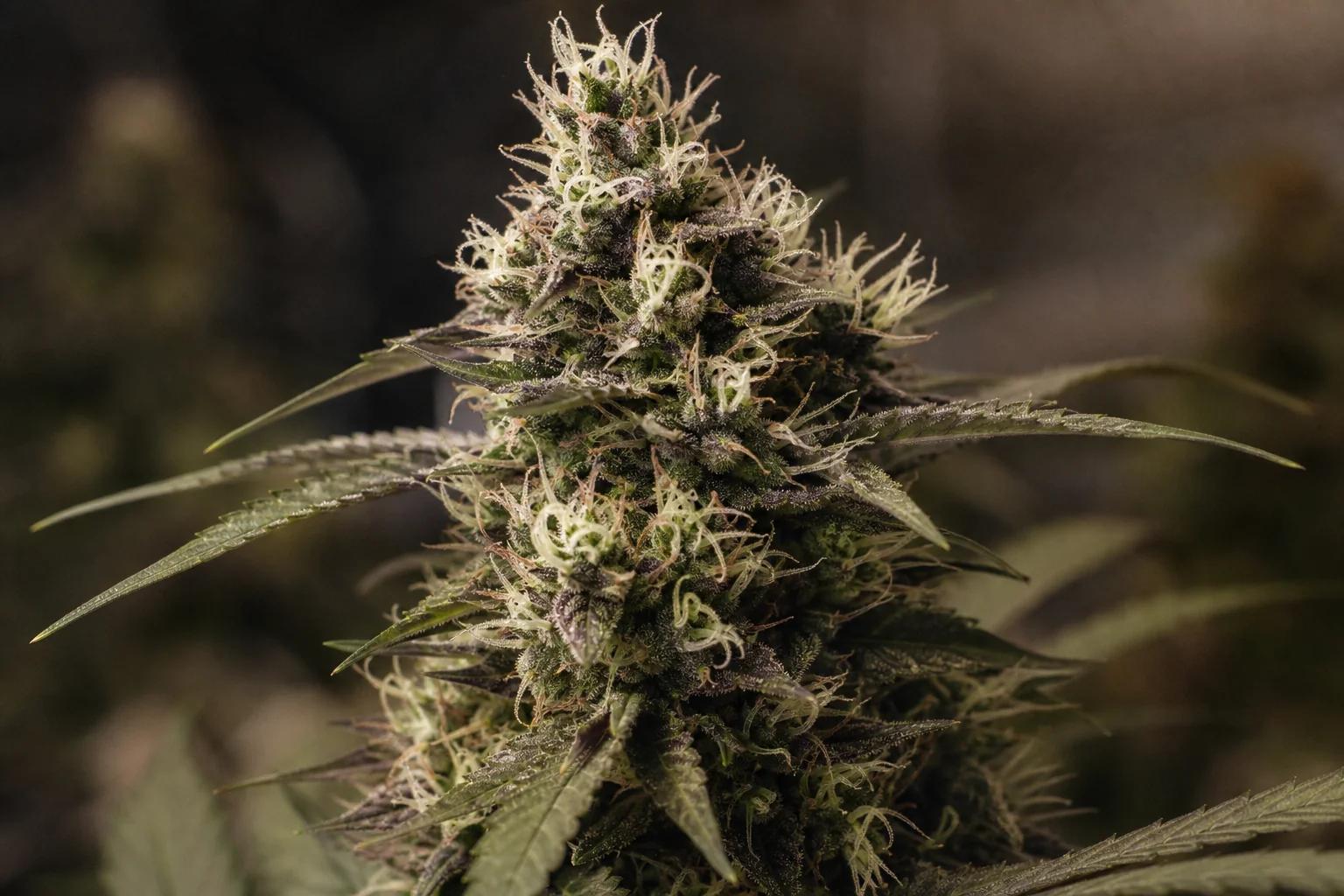 Cannabis Pistils Explained: What White and Amber Hairs Mean