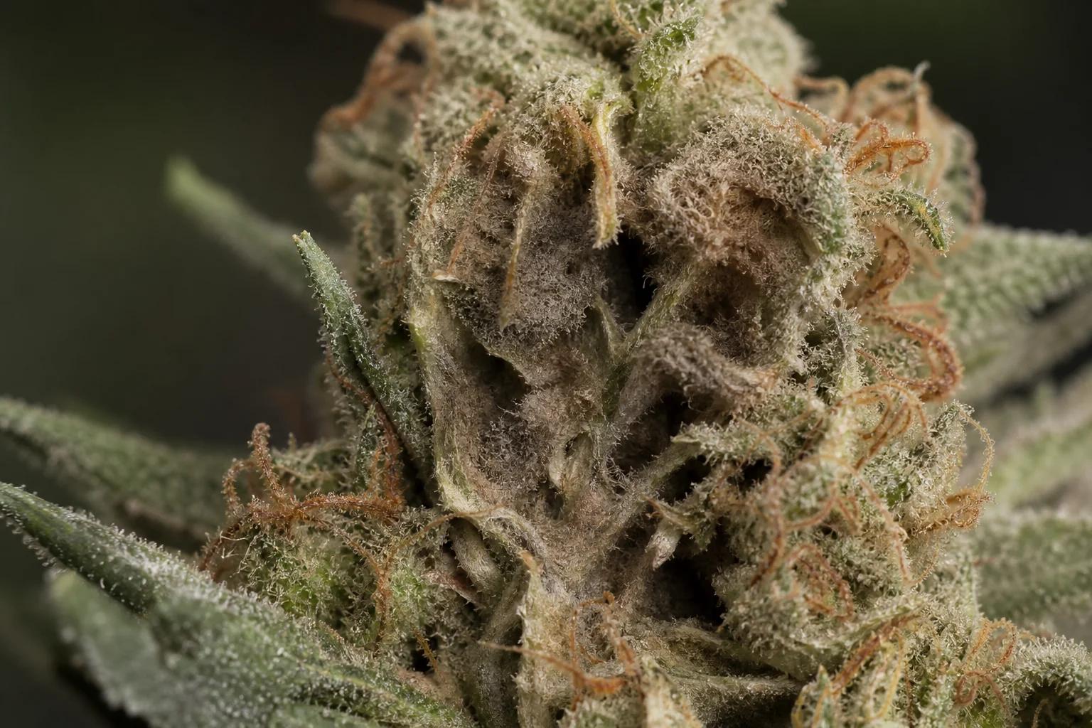 Macro de pourriture grise botrytis dans une fleur de cannabis