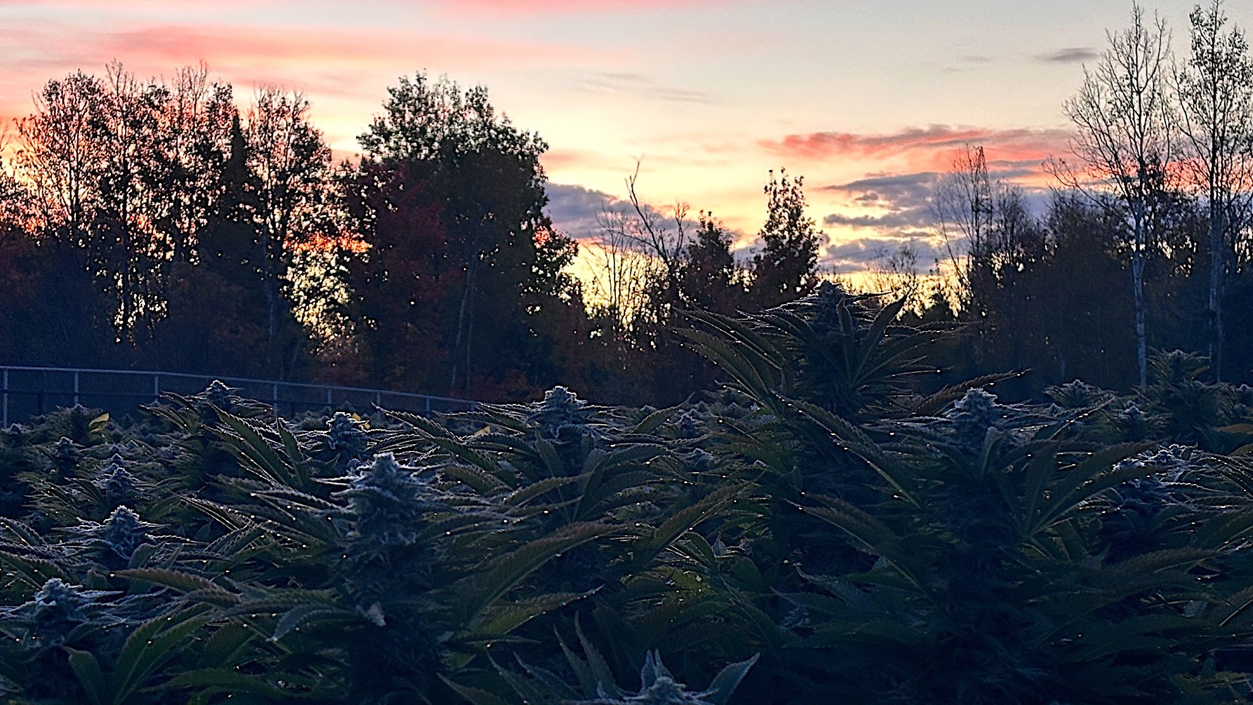 Protecting Cannabis Plants From Frost Through a Freezing Night