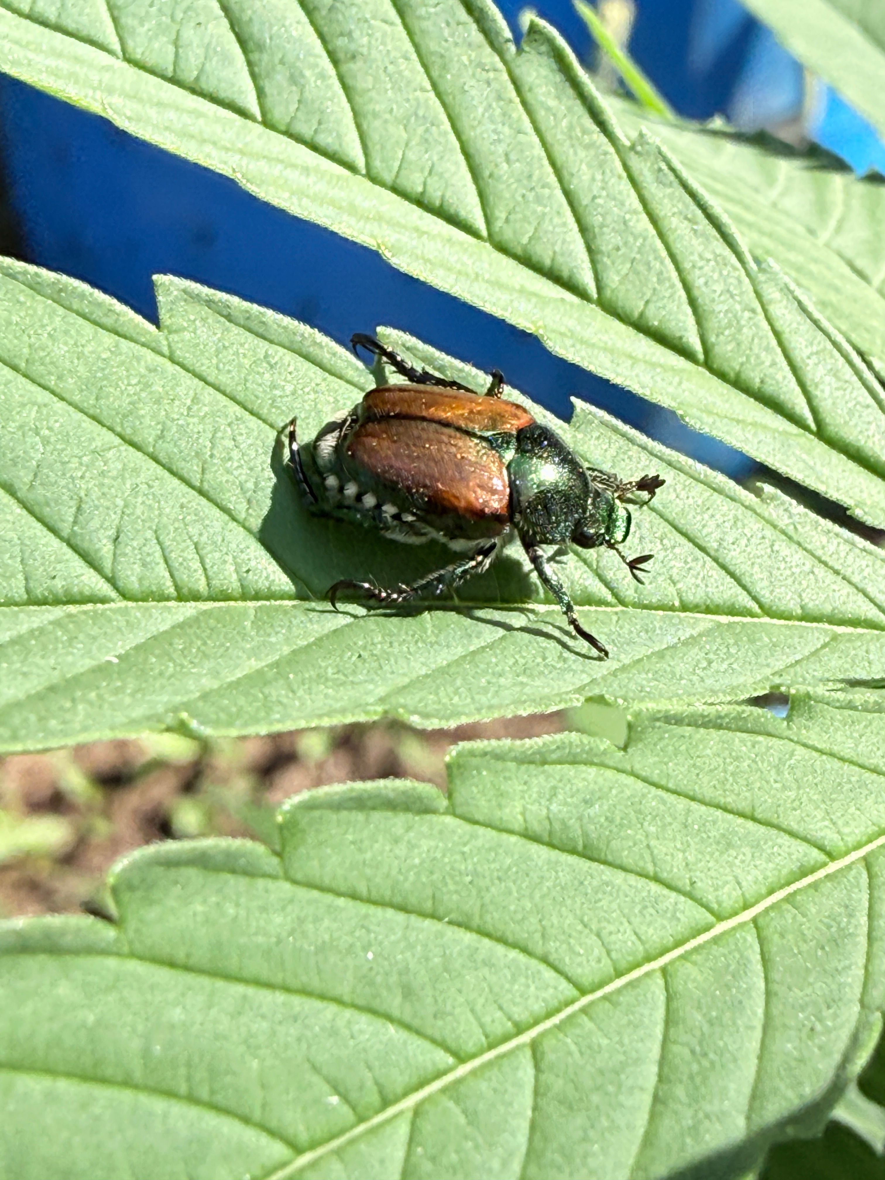 Japanese Beetle and Cannabis: Practical Guide for Quebec Growers