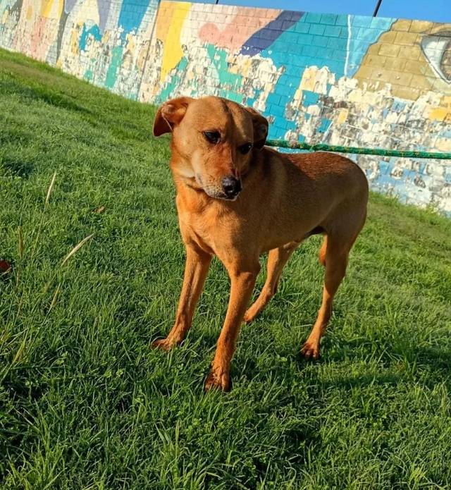 Foto de Rocco