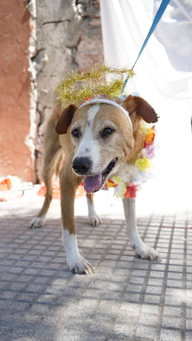Foto de Pucho