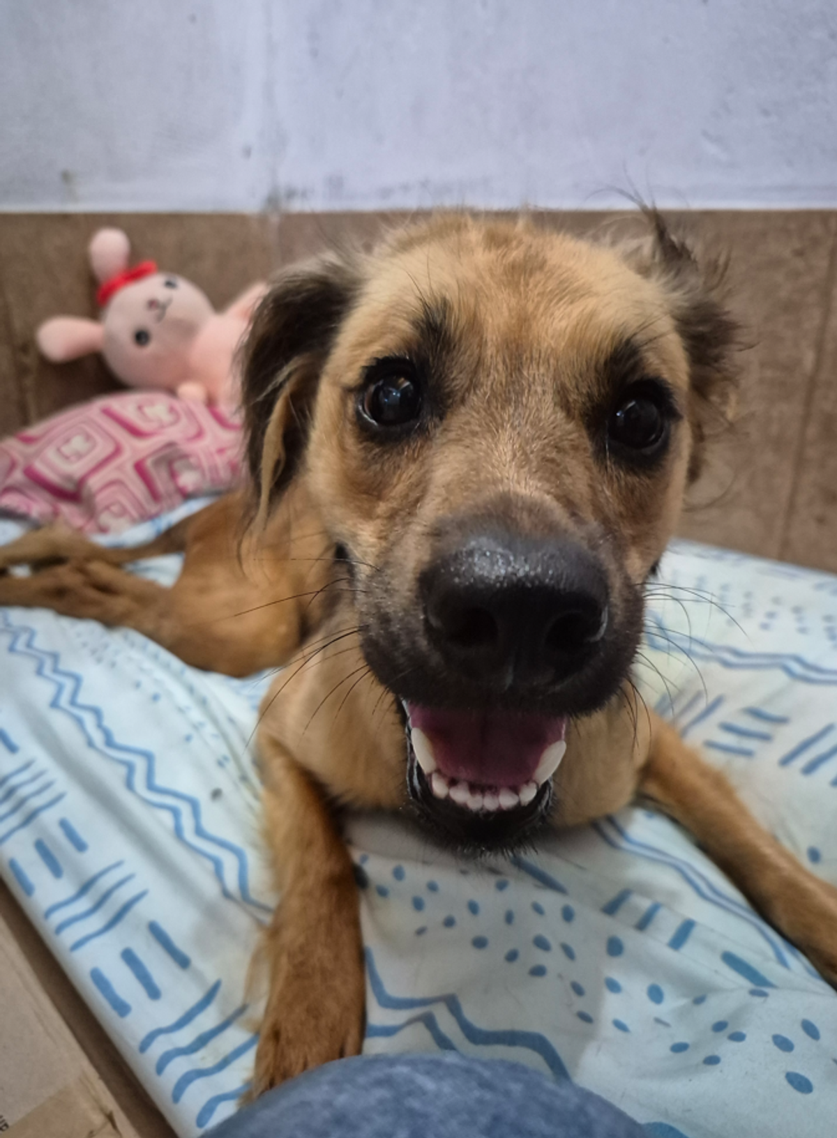 Foto 2 de Dominga
