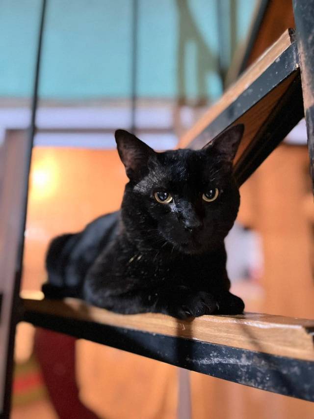 Foto de Chimuelo