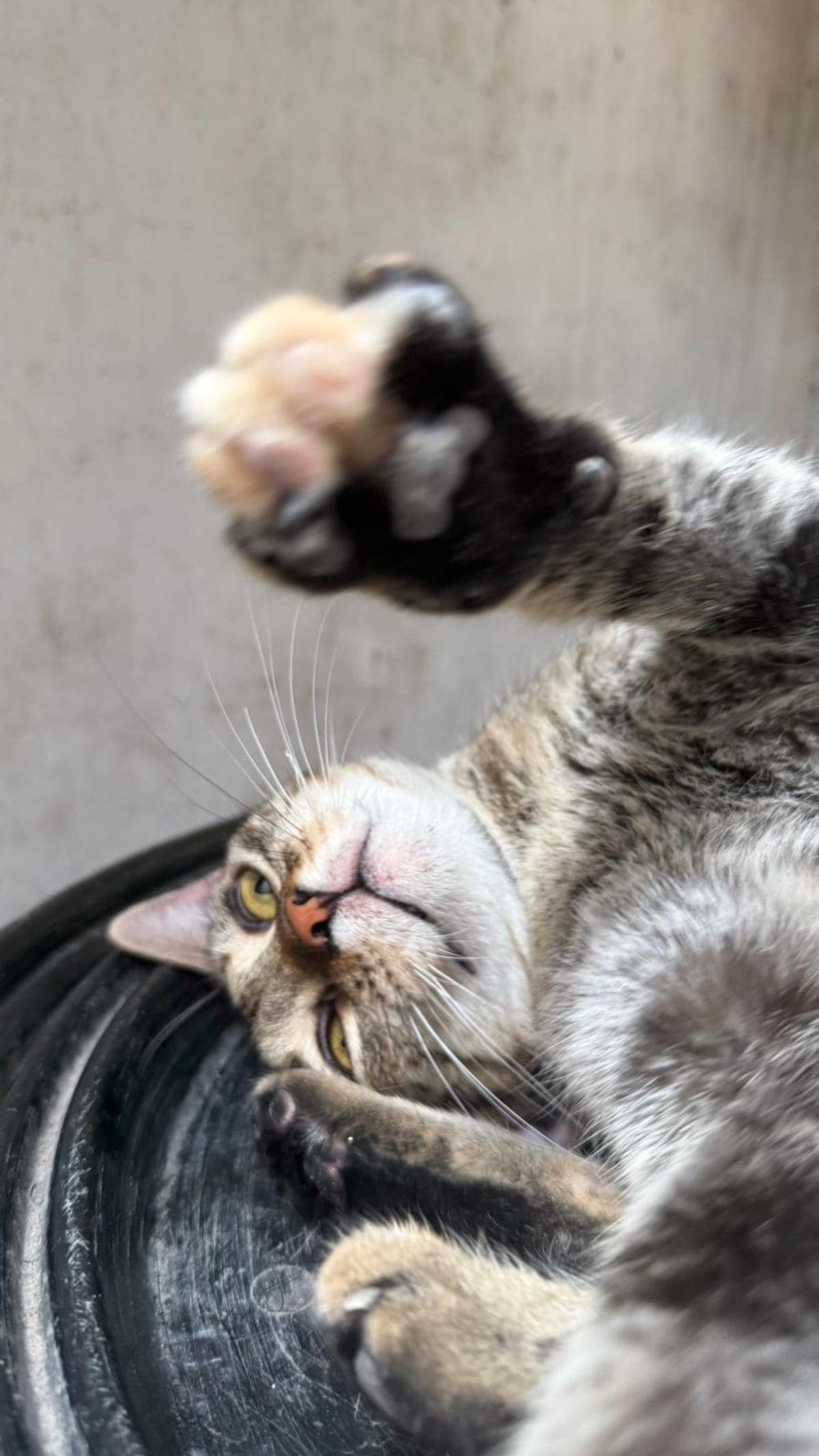 Foto 2 de Mila