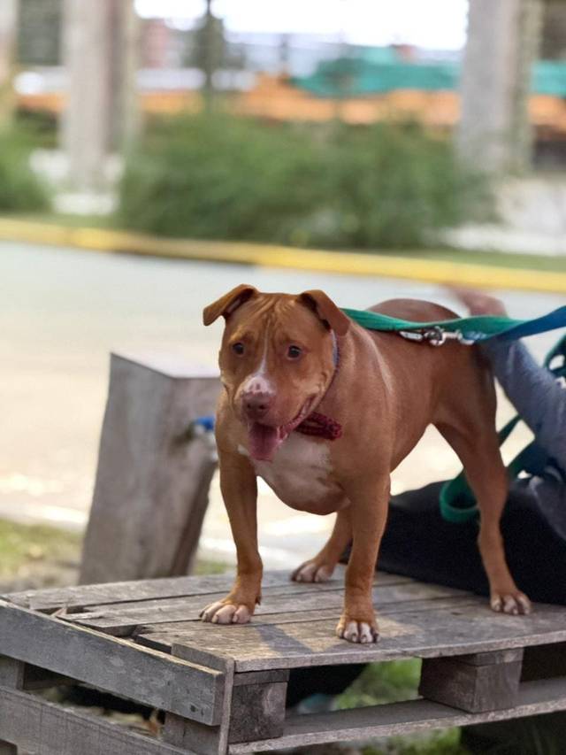 Foto de Brownie